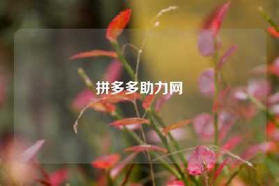 拼多多助力网