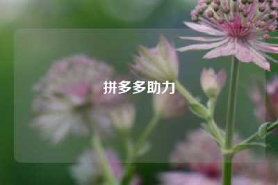 拼多多助力