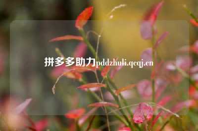 拼多多助力pddzhuli.qcqj.cn